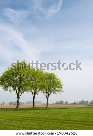 Lawn landscape in the Netherlands with three trees with young leaves against a blue sky in springtime.