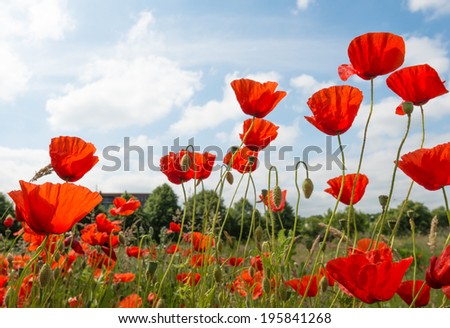 Colorful blooming and budding Poppy or Papaver rhoeas plants on a sunny day in springtime.
