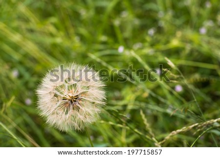 Closeup in bird\'s eye view of a seed head of a Dandelion or Taraxacum officinale plants in its natural habiitat on a sunny day in the summer season.