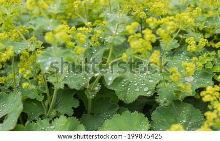 Bright yellow budding and blooming Lady\'s Mantle or Alchemilla mollis plants with silver water droplets on the velvety leaves.