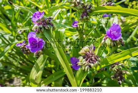Closeup in bird\'s eye view of purple blooming Virginia Spiderwort or  Tradescantia virginiana plants on a sunny day in the summer season.