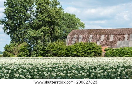 White blooming potato plants and a neglected barn with a corrugated iron roof.