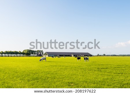 Modern stable with grazing cows in the meadow on a sunny day in the late spring season.