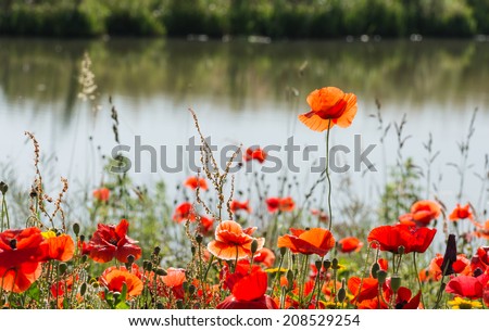 Budding and flowering Poppy or Papaver rhoeas plants with seed boxes at the edge of the water at the end of a sunny summer day.