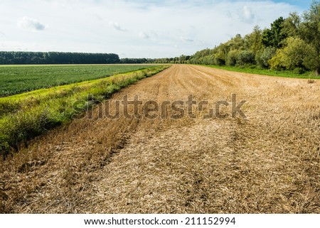 Landscape with a yellow and brown colored stubble field after harvesting the wheat next to growing potato plants.