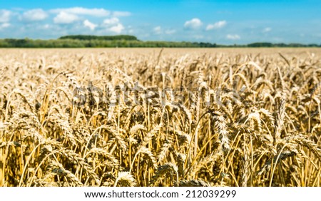 Golden wheat ears growing on a Dutch field in the summer season