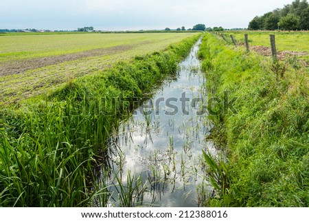 Polder landscape in the Netherlands diagonally bisected by a ditch with reeds on the waterfront.