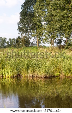 Common reed or Phragmites plants growing on the bank of a river and reflected in the smooth water surface.