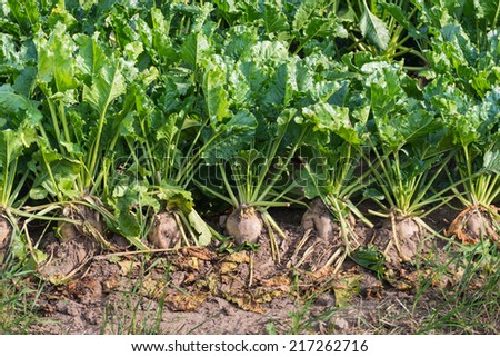 Closeup of organically cultivated sugar beet plants and weeds in a field of dry clay soil