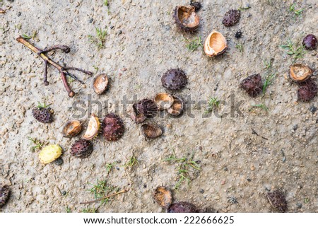 Closeup of chestnuts, husks, grasses and twigs found after storm and rain on a sandy path in a park.