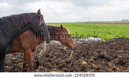 A light brown and a dark brown horse eating hay in a muddy part of the meadow on a cloudy day in autumn.