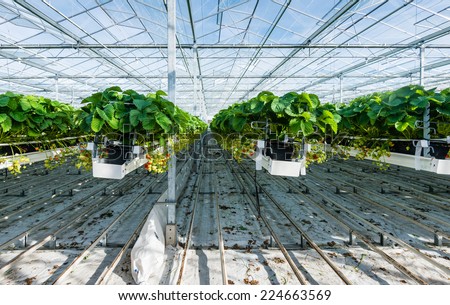 Large greenhouse horticulture company specialized for hydroponic cultivation of strawberries.