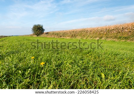 Green grass with a yellow flowering dandelion in the foreground and ripe fodder maize in the background on a sunny day in autumn with a blue sky.