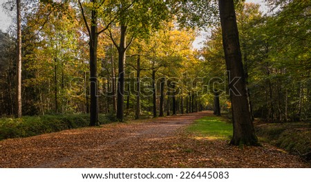 Picturesque forest road between old beech trees in a beech forest covered with fallen leaves on a beautiful fall day.