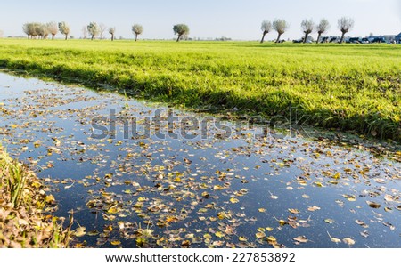Fallen tree leaves floating on the mirror smooth water surface of a wide ditch in a Dutch polder on a sunny and windless day in the fall season.