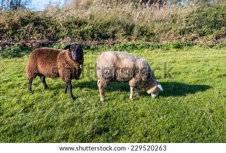 A black sheep looking around and a grazing white sheep on a sunny day in the autumn season.