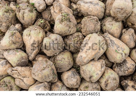 Closeup of a heap of recently harvested sugar beets on a sunny day in the fall season.