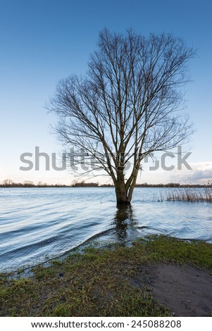 Bare tree in the water due to the high water level of the river.