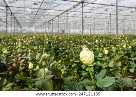 Large greenhouse farming company specializing in the cultivation of roses as cut flowers.
