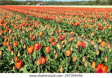 Large field of blooming Tulip bulbs