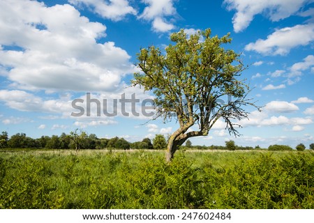 Whimsically shaped tree growing between the ferns on a hot day in the summer season with a bright blue sky and white clouds.