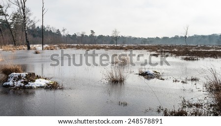 Flooded nature covered with a thin layer of ice early in the morning on a cloudy day in the winter season.