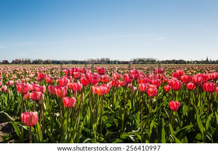 Red and pink flowering tulips cultivated by a Dutch bulb nursery on a sunny day in the spring season.