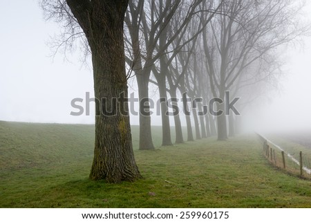 Rural landscape with a dike and a row of tall trees on a foggy day in the end of the winter season.