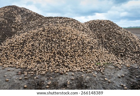 Big heap of previously unharvested potatoes from the previous crop season is mixed with lumps of clay at the edge of the farmland after preparing of the field in the spring for the next growing.