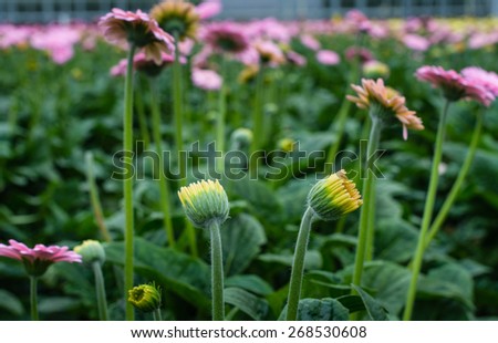 Many yellow budding and pink flowering gerbera plants in a Dutch nursery.