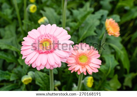 Yellow hearted gerbera flowers with pink petals from close growing in a Dutch cut flower nursery.