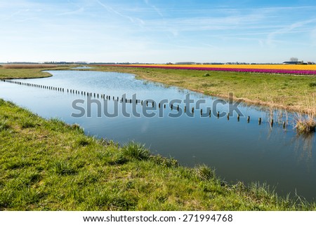 Picturesque polder landscape at the beginning of the spring season. In the foreground, a natural pond with wooden poles and in the background orange, purple and yellow blooming tulips bulbs.