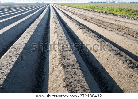 Just moulded ridges of seeded potatoes from close early in the morning in the spring season.