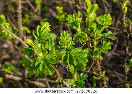 Young light green leaves of a budding Rosa Rugosa shrub at the beginning of the spring season.