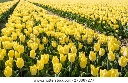 Long rows of plant beds with yellow flowering tulip bulbs in the early spring season.