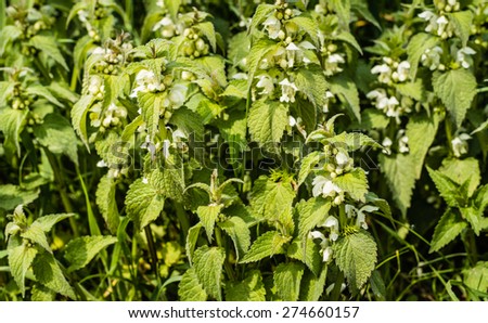 Closeup of white flowering and budding nettle or Lamium album plants in their own habitat between grass.