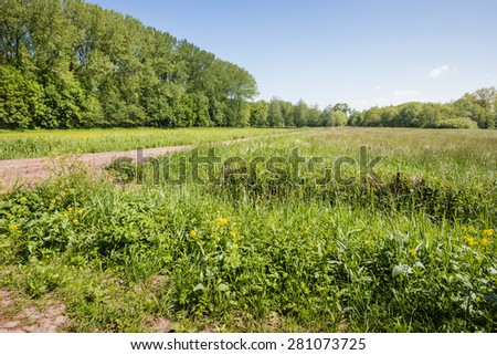 Rural landscape with fresh growing and blooming plants in the spring season.