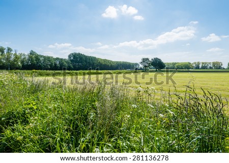 Flowering cow parsley and other wild plants on the edge of a meadow on a sunny day in the spring season.