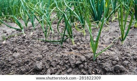 Young fresh green onion plants of newly sown onions in rows on the field at an organic farm