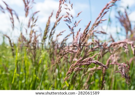Closeup of pink flowering species of grass with anther dust causing hay fever and sneezing.