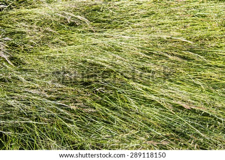 Closeup of blown tall blades of grass with grass seed