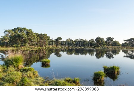 Small fen on a sunny and windless day in the beginning of the summer season. This fen is situated in a large nature area with moorland and woods on the border area of Belgium en the Netherlands.