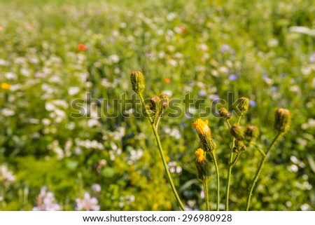 Closeup of a multicolored border with wild flowers and plants next to a field. The field edge is sown for the sake of the preservation of biodiversity for the benefit of bees and butterflies.