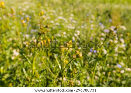 Closeup of a multicolored border with wild flowers and plants next to a field. The field edge is sown for the sake of the preservation of biodiversity for the benefit of bees and butterflies.