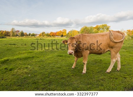 Brown cow standing in the grass at the edge of a village is wagging its tail.