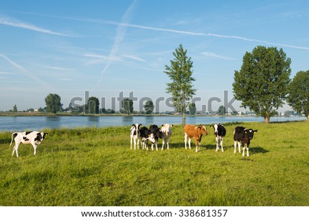 Young black spotted and red spotted cows on the floodplains of a Dutch river. It\'s early in the morning on a sunny day in the summer season.