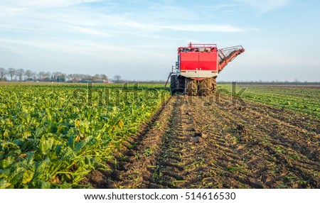 Mechanized harvesting of sugar beets in a field in the Netherlands on a sunny day in the end of the autumn season.