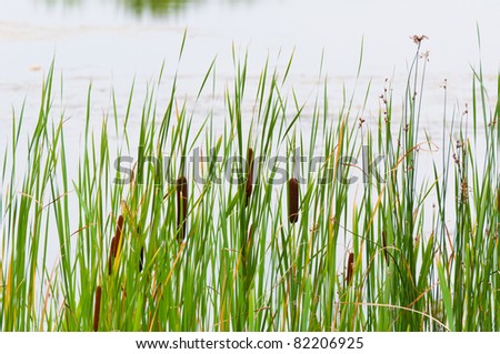 Water Bulrush