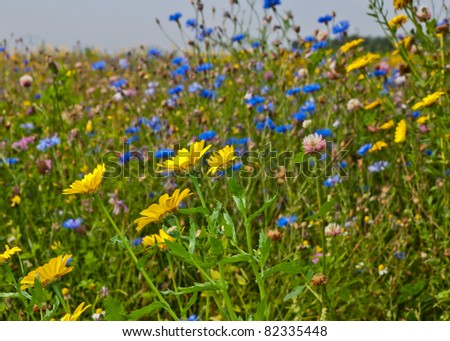 Increased biodiversity by field edges of wildflowers