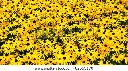 Closeup of a sunny field wih yellow flowering Black Eyed Susan plants